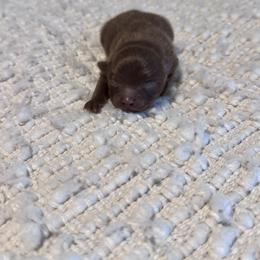 Yuki - Chocolate male Pomeranian puppy in Canandaigua, New York from Fingerlakes Pomeranians