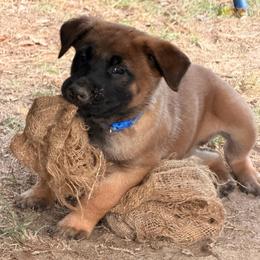 BLUE - Fawn male Belgian Malinois puppy in Bowman, South Carolina from Cascade Kennels