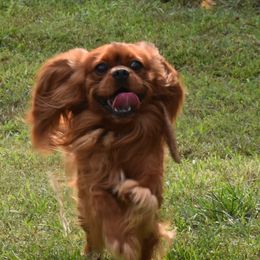 Rusty - Cavalier King Charles Spaniel