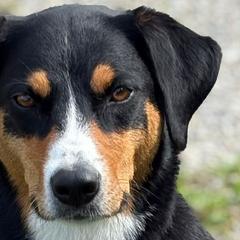 Appenzeller Sennenhunds, Companion Crosses, Sporty Mixes, and Working Dog Crosses from HappyZellers