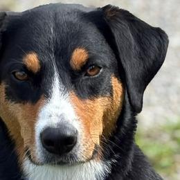 Appenzeller Sennenhunds, Companion Crosses, Sporty Mixes, and Working Dog Crosses from HappyZellers