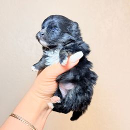 Ari - Black and tan female Pomeranian puppy in Phoenix, Arizona from Luxpomz