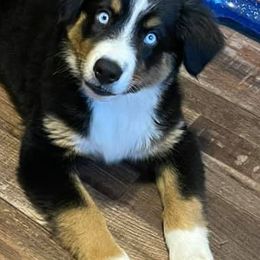 Miniature Australian Shepherds from Tracy’s Mini Aussies