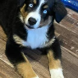 Miniature Australian Shepherds from Tracy’s Mini Aussies