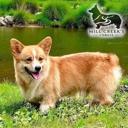 Willie - Pembroke Welsh Corgi
