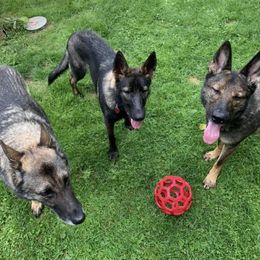 German Shepherds from Vom Hügel Shepherds