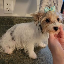 Millie - Yorkshire Terrier