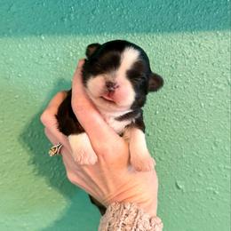 Aphrodite - Black and tan female Shih Tzu puppy in Stroud, Oklahoma from Laik’s Little Shihtz & Poms