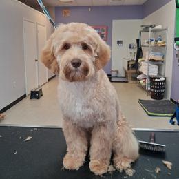 White Collar Boy - Caramel red male Australian Labradoodle puppy in Statesville, North Carolina from Rose Cottage Labradoodles