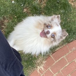 Cloud - Pomeranian