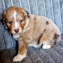 Mountain Music - Red merle male Miniature American Shepherd puppy in Goldendale, Washington from Amulet Charm