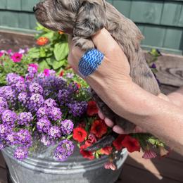 Girl 2 - Dapple female Dachshund puppy in Gouverneur, New York from Dack Dachshunds