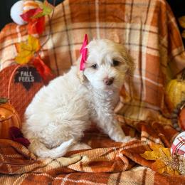 Pecan - Caramel ice female Australian Labradoodle puppy in Caldwell, Idaho from Leila Pearson