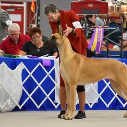 Great Danes from Legado Danes
