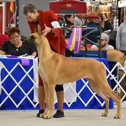 Great Danes from Legado Danes