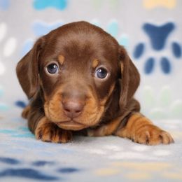 Puppy 3 - Chocolate and tan male Dachshund puppy in Red Bud, Illinois from Midwest Miniature Dachshunds