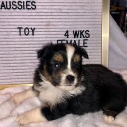 Miniature Australian Shepherd and Toy Australian Shepherd Puppies from Gamel’s Ausome Aussies