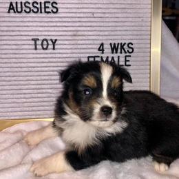 Miniature Australian Shepherd and Toy Australian Shepherd Puppies from Gamel’s Ausome Aussies
