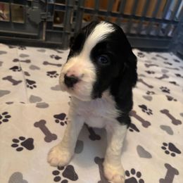Boy 3 - Black and white male English Springer Spaniel puppy in Knoxville, Maryland from Shay-Dee Springers