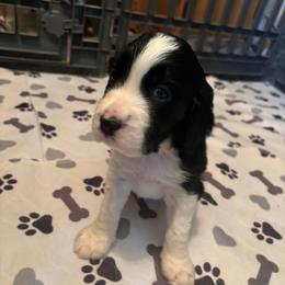 Boy 3 - Black and white male English Springer Spaniel puppy in Knoxville, Maryland from Shay-Dee Springers