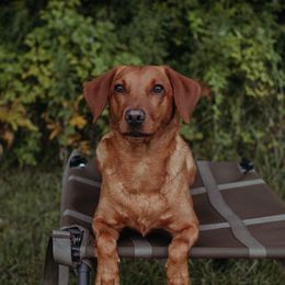 Scarlet - Labrador Retriever