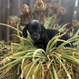 Scoob - Black and tan male Dachshund puppy in Ceres, California from Rockin' M’s LilBitty Dachshunds (LBD)