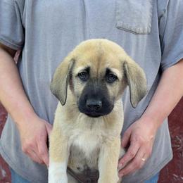 Zephyrus - Fawn male Anatolian Shepherd Dog puppy in Rapid River, Michigan from Echolight Australian Shepherds