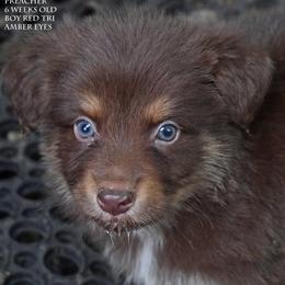 Preacher - Red tri male Miniature Australian Shepherd puppy in Patterson, North Carolina from DreamLine Aussies