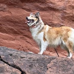 Collies and Scottish Collies from Lawson’s Lassies