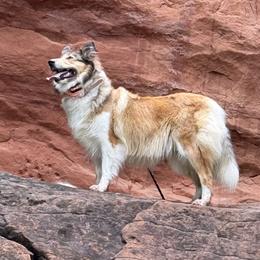 Collies and Scottish Collies from Lawson’s Lassies