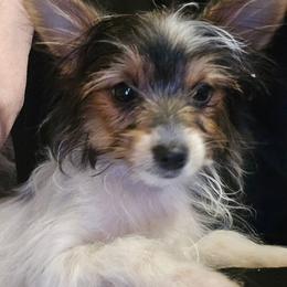 Velvet - Parti female Yorkshire Terrier puppy in Zuni, Virginia from Serendipity Yorkies