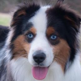 Miniature Australian Shepherds and Toy Australian Shepherds from Rockin H Aussies
