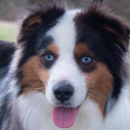 Miniature Australian Shepherds and Toy Australian Shepherds from Rockin H Aussies