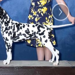 Knight - Dalmatian