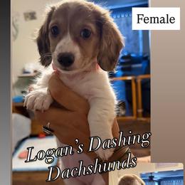 Dachshund Puppies from Logan’s Dashing Dachshunds