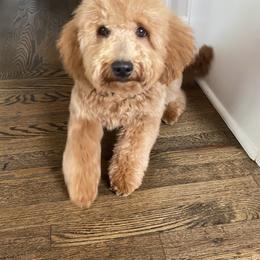 Charley - Goldendoodle