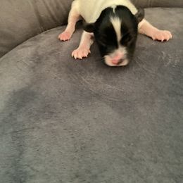 Blair - White and black female Papillon puppy in Diana, Texas from The Barking Cow Farms