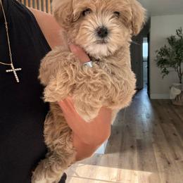 Henry - Buff and white male Cockapoo puppy in Yuba City, California from The Doodle Barn