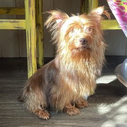 Repuzal - Miniature Schnauzer