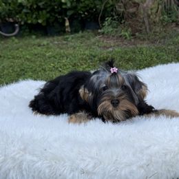 Anaya Ruso - Black and gold female Yorkshire Terrier puppy in North Naples, Florida from Moon Ranch Puppies
