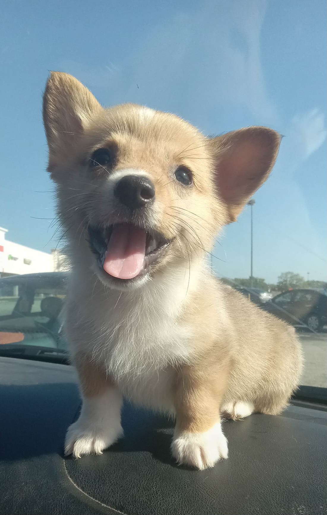 Boy 2 - Pembroke Welsh Corgi puppy in Avon Park, Florida from Melissa's Pembroke Welsh Corgis