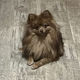 Chip - Pomeranian