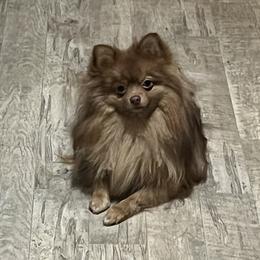 Chip - Pomeranian