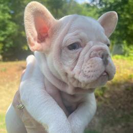 Donna - Cream female French Bulldog puppy in Seneca, South Carolina from Burrell’s Bulldog Kingdom