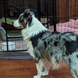 Joy - Miniature American Shepherd