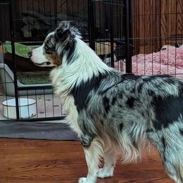 Joy - Miniature American Shepherd