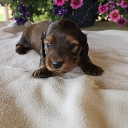Dachshund Puppies from Long Mountain Long Dogs