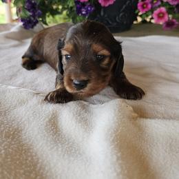 Dachshund Puppies from Long Mountain Long Dogs