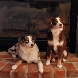 Miniature American Shepherd Puppies from Fuzzbottom Miniature American Shepherd