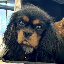 Lincoln - Cavalier King Charles Spaniel